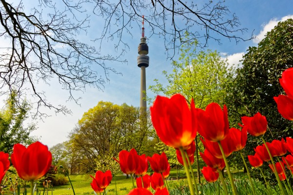 Der Florian, der Dortmunder Fernsehturm, hinter Tulpen aus tiefer Perspektive