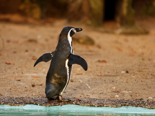 Humboldt-Pinguin nach dem Morgenbad